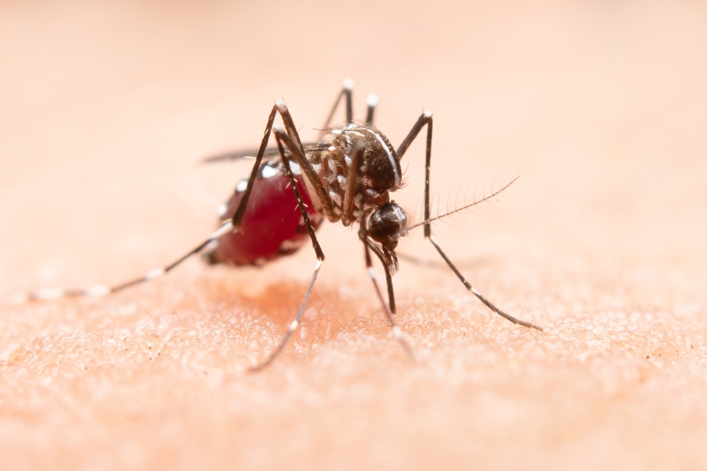 Primeira morte por dengue em 2024 é registrada no RS