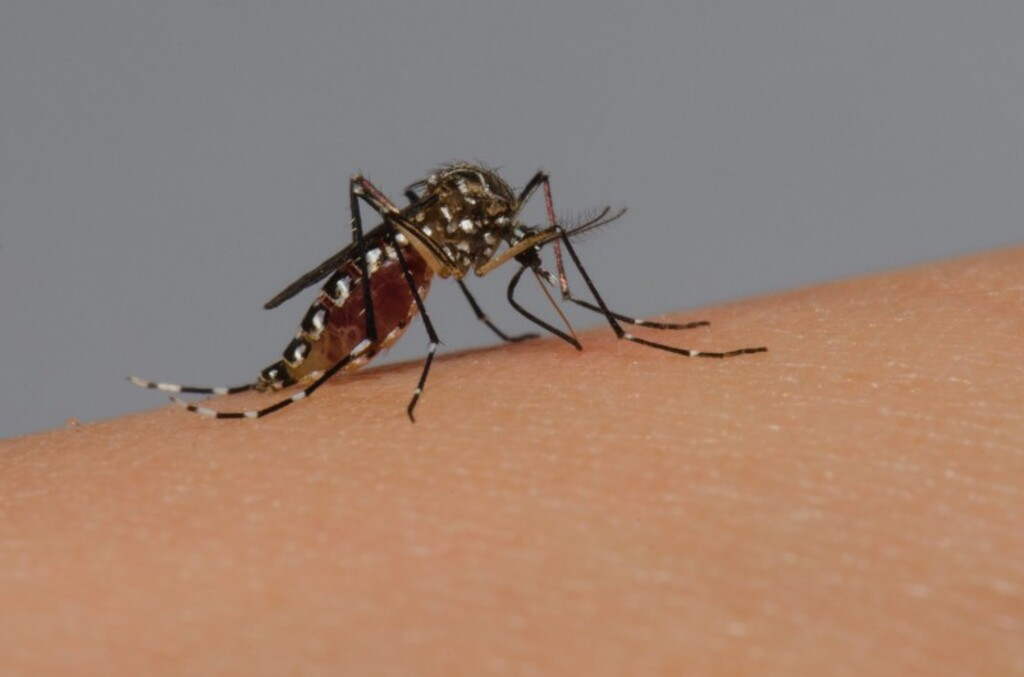 Rio Grande do Sul decreta situação de emergência após alcançar 20 mortes por dengue