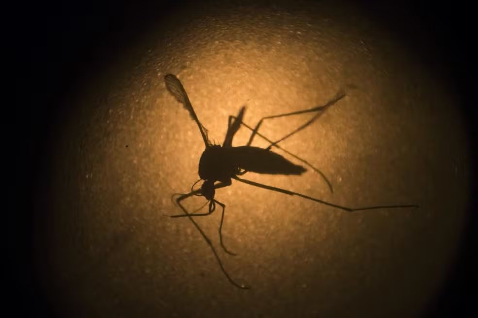 Cidade do Rio Grande do Sul registra mais de 4,5 mil casos de dengue